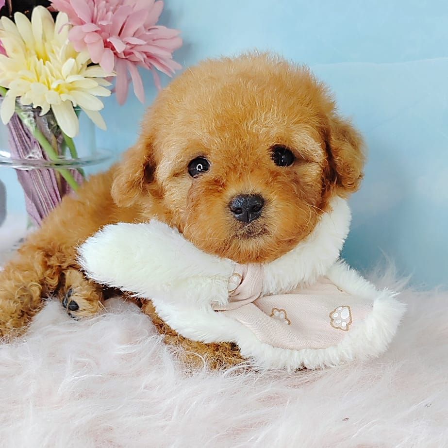 Poodle 娉拌开璐靛