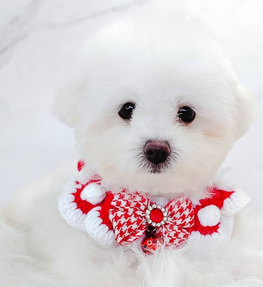 Poodle 娉拌开璐靛