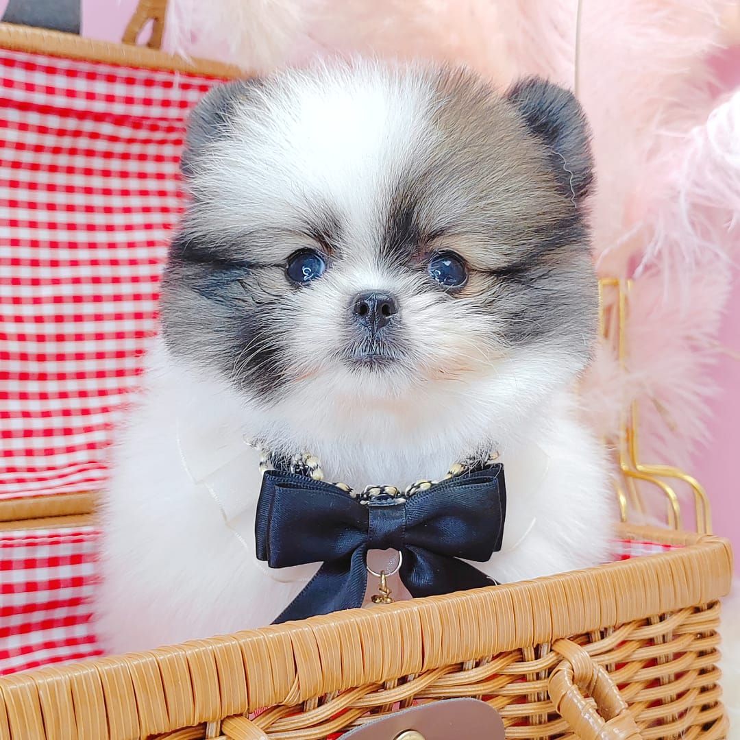 Pomeranian 博美