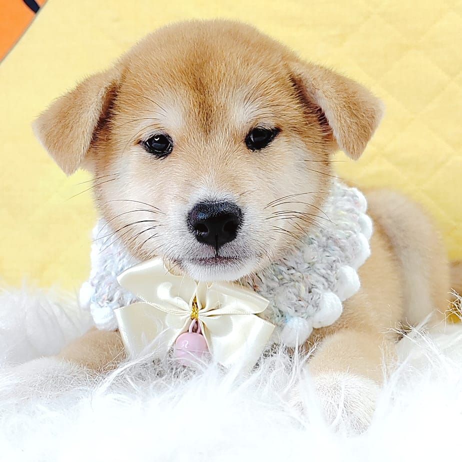 Shiba Inu 柴犬