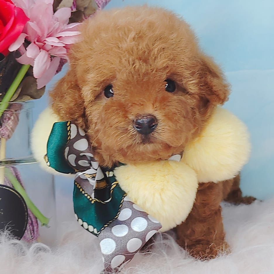 Poodle 娉拌开璐靛