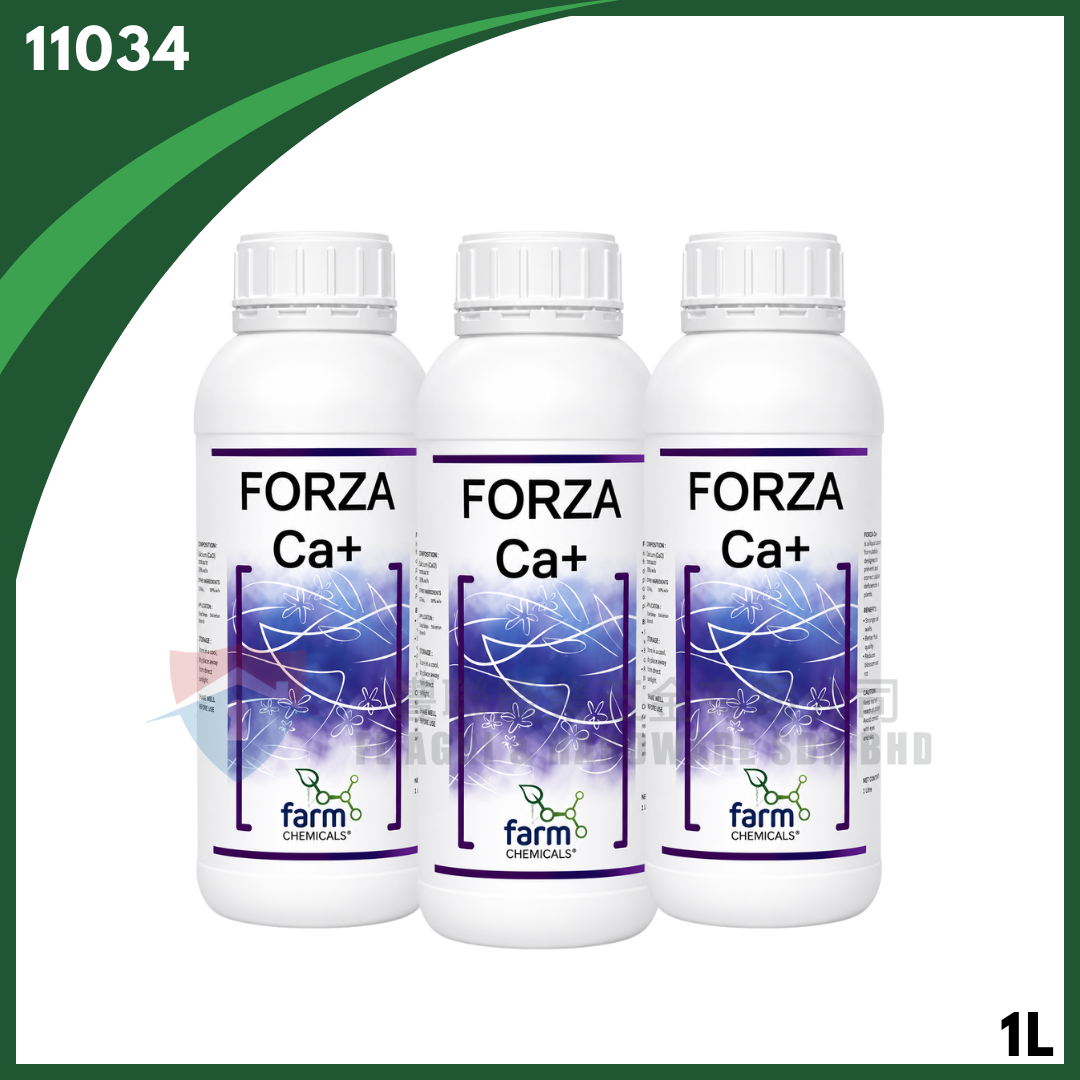 FORZA CA (1L)