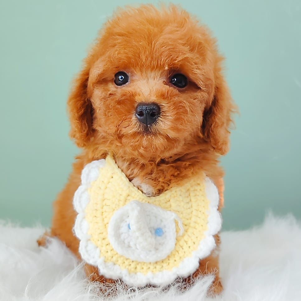 Poodle 娉拌开璐靛
