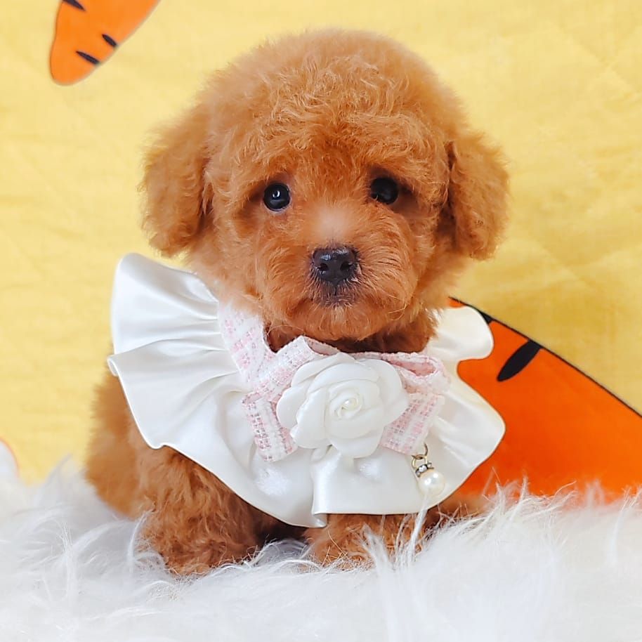 Poodle 娉拌开璐靛