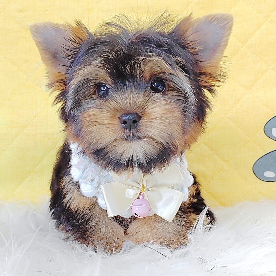 Yorkshire Terrier 约克夏