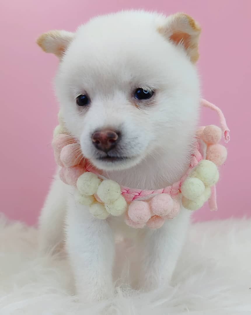 Shiba Inu 柴犬