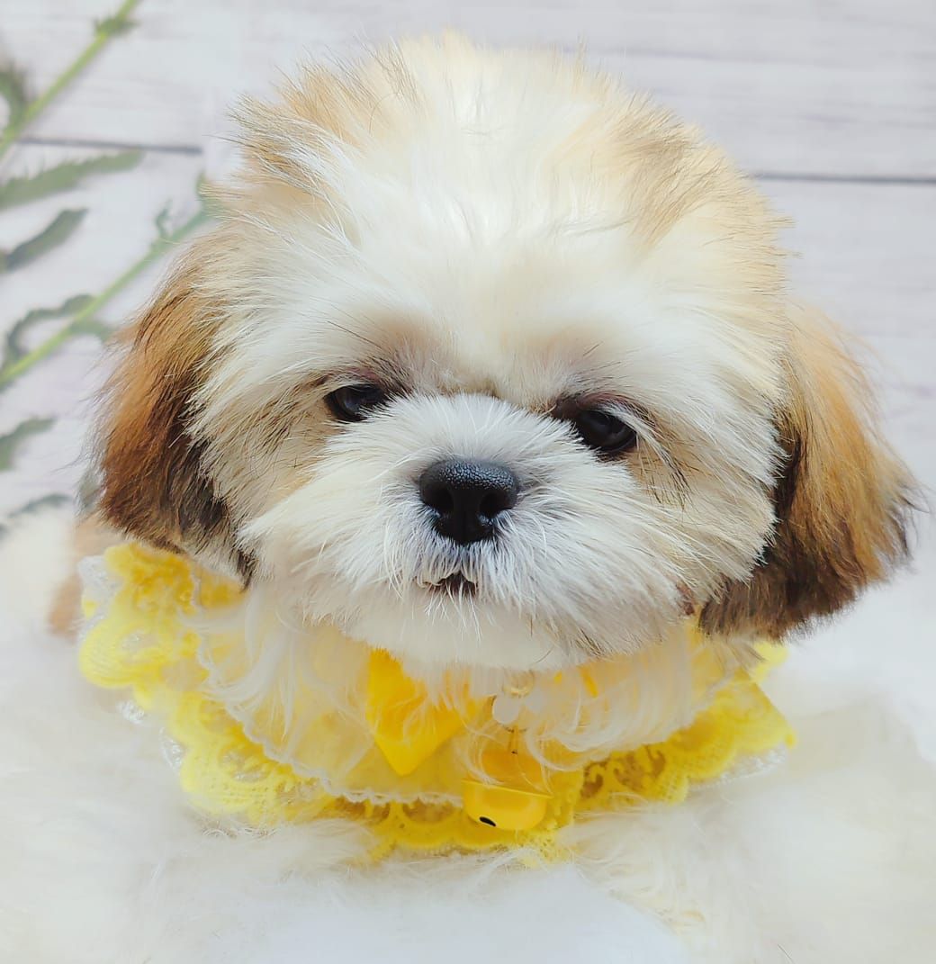 Shih Tzu 西施