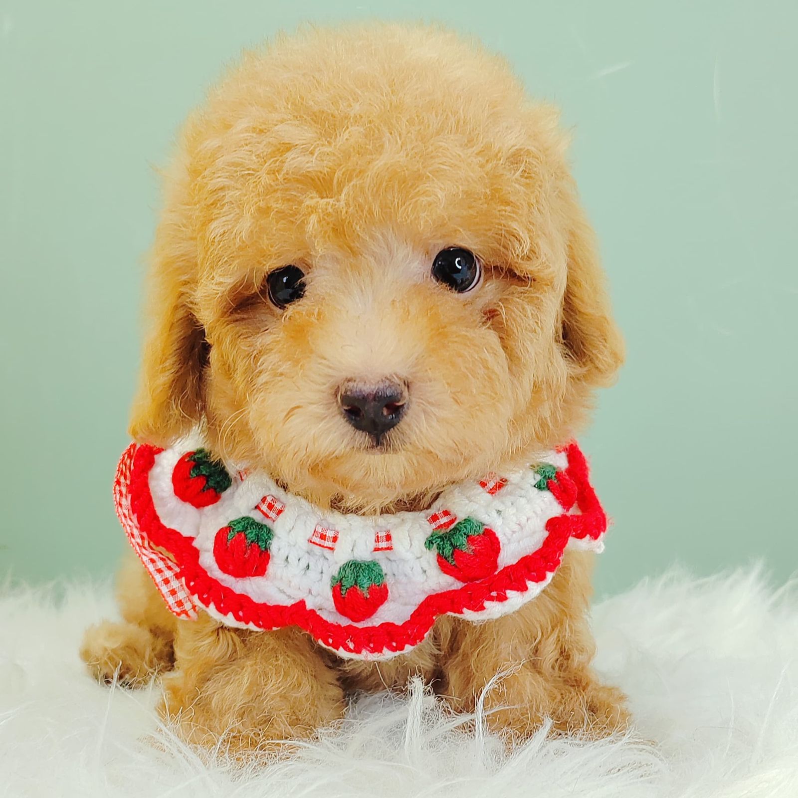 Poodle 璐靛娉拌开