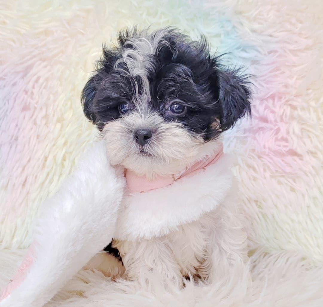 Maltipoo 马尔泰迪