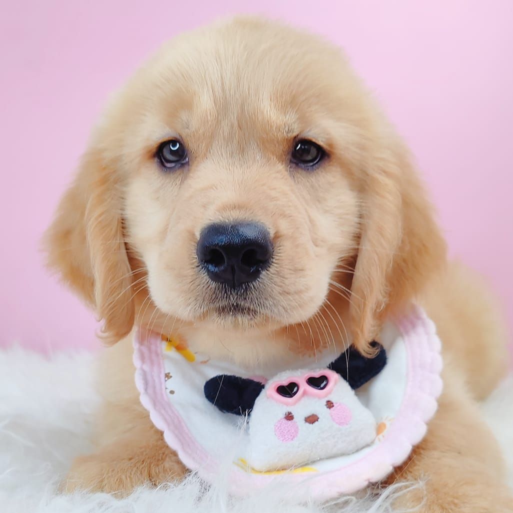 Golden Retriever 黄金猎犬