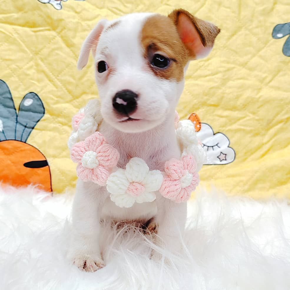 Jack Russell Terrier 杰克罗素梗