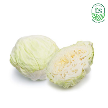 Round Cabbage 包菜 15kg/ctn