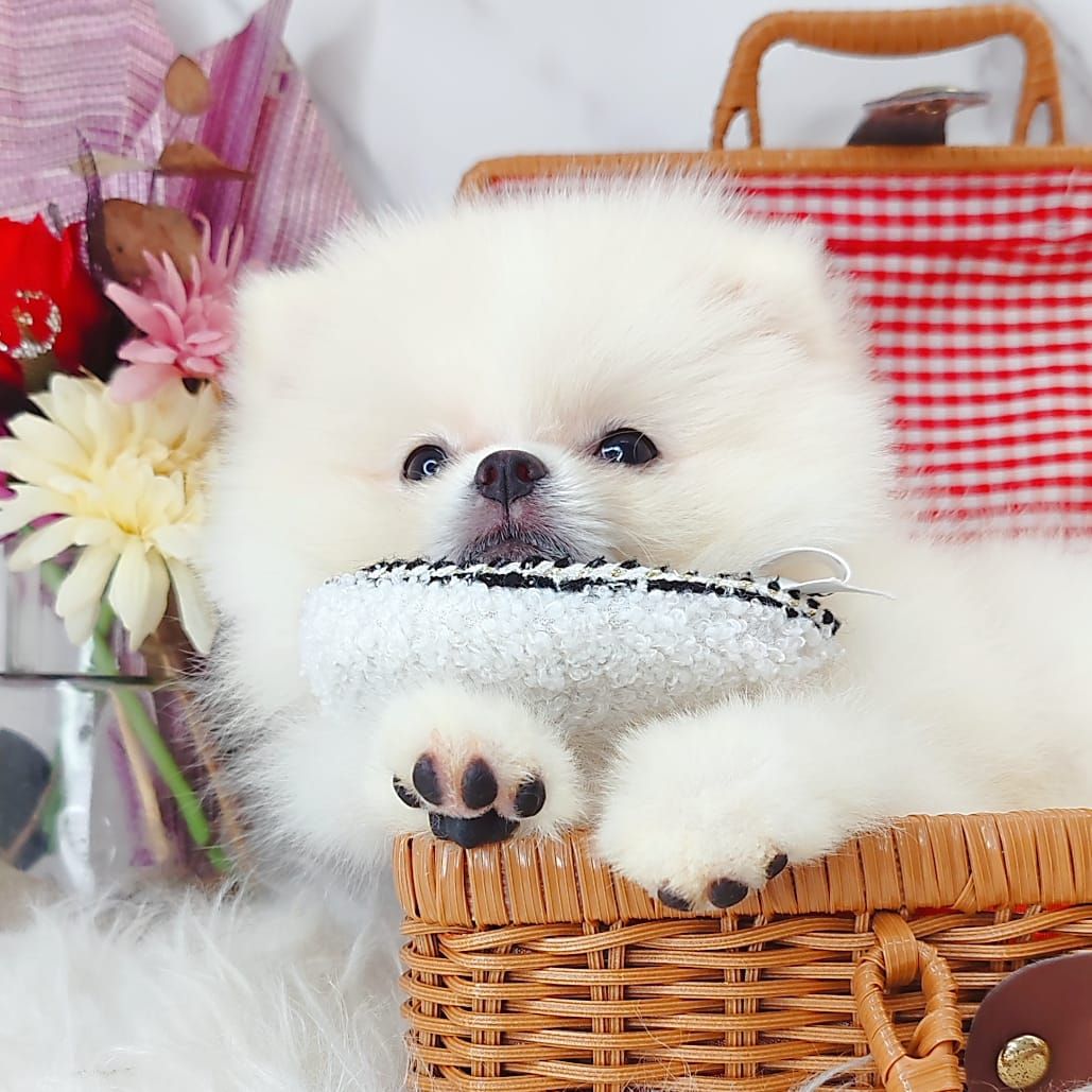 Pomeranian 博美