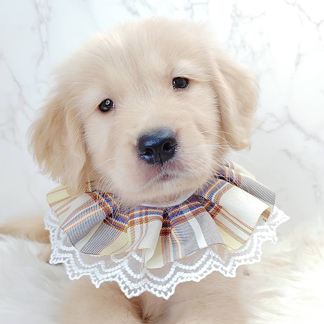 Golden Retriever 黄金猎犬