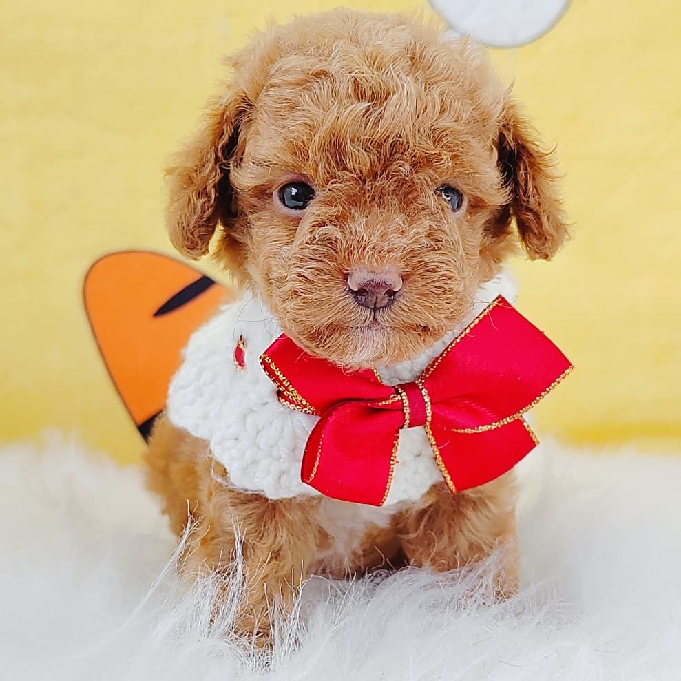 Poodle 娉拌开璐靛