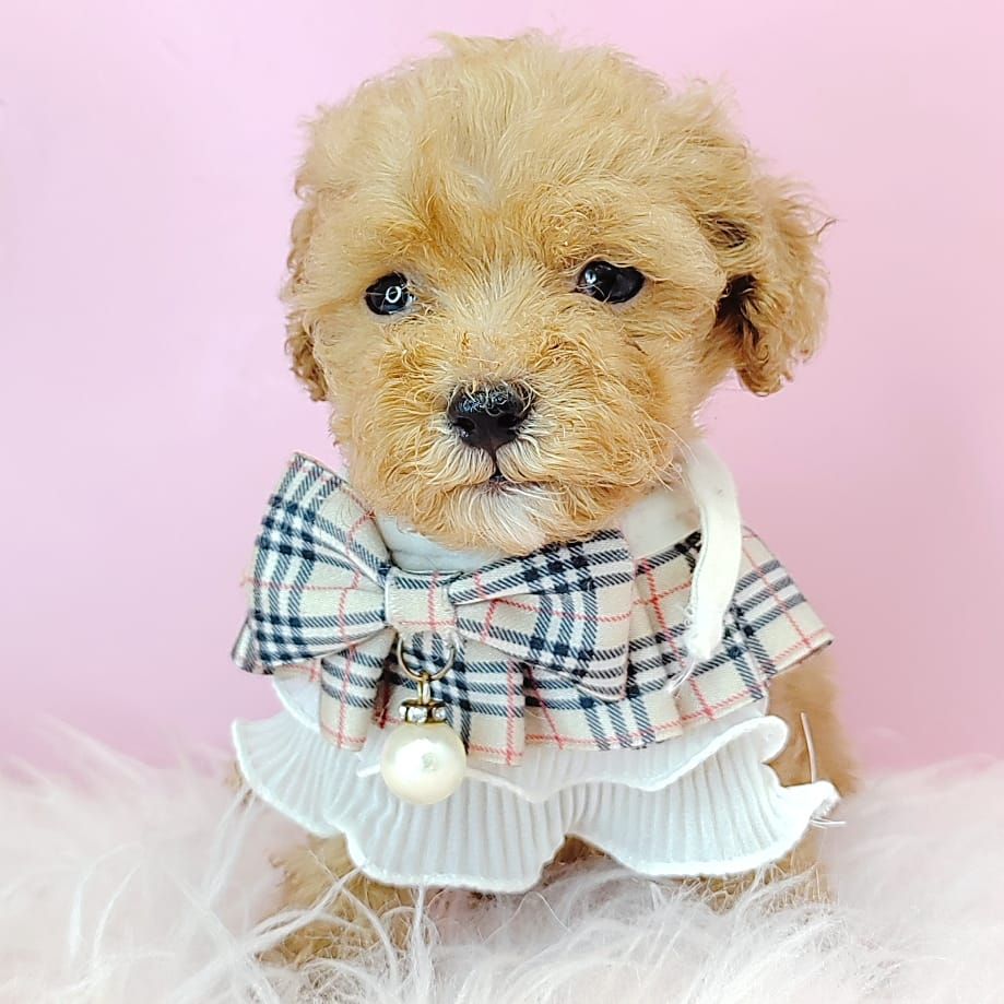 Poodle 娉拌开璐靛