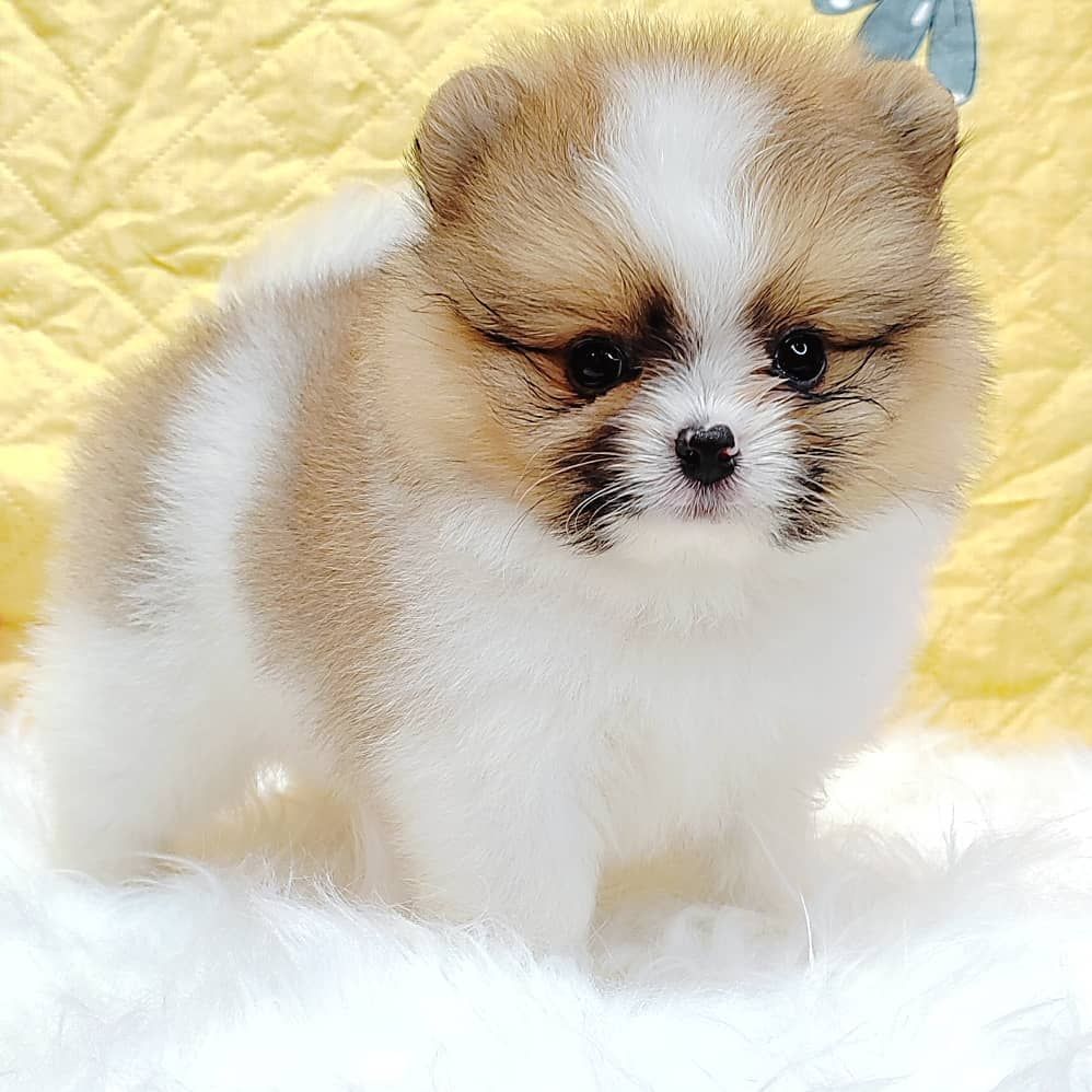 Pomeranian 博美