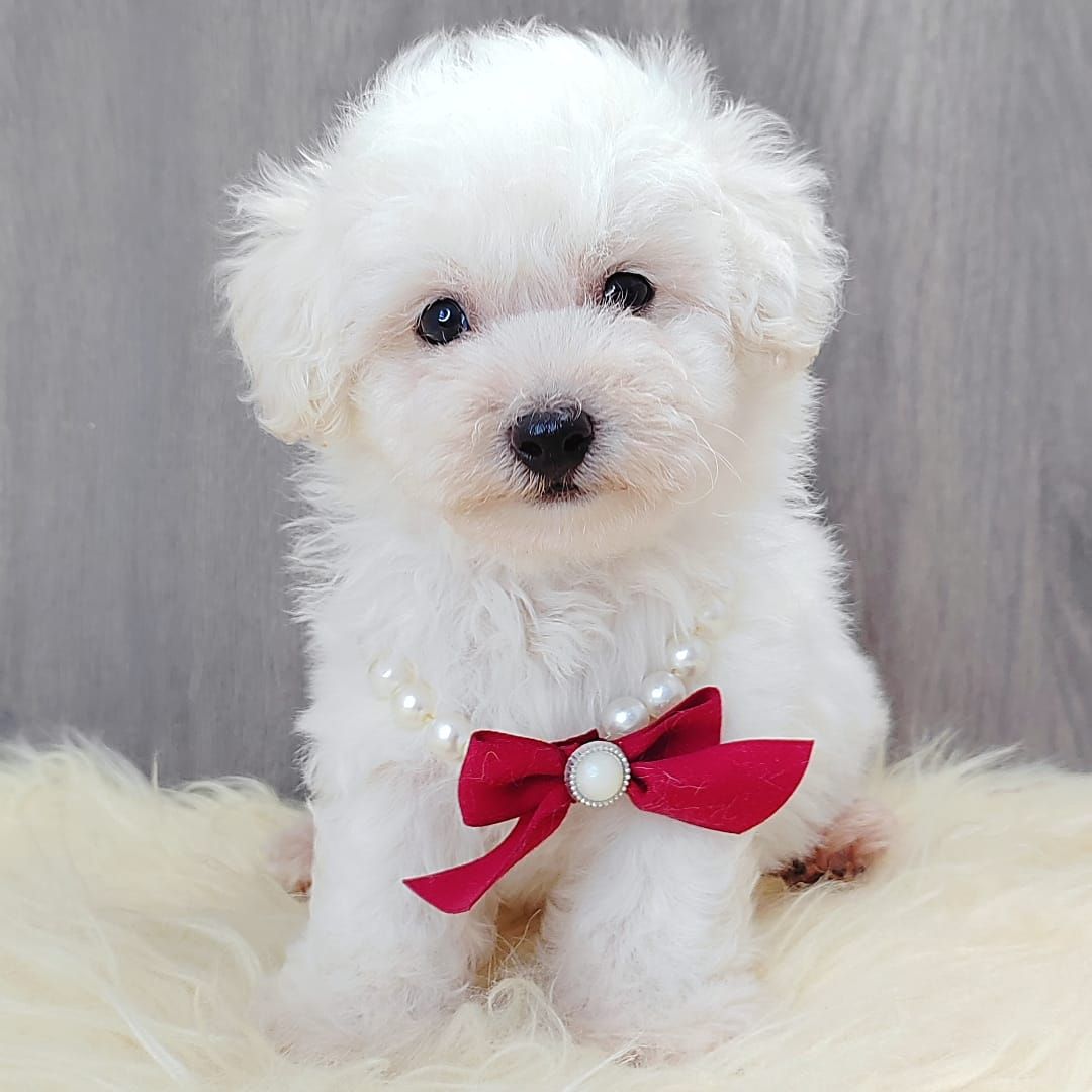 Poodle 娉拌开璐靛