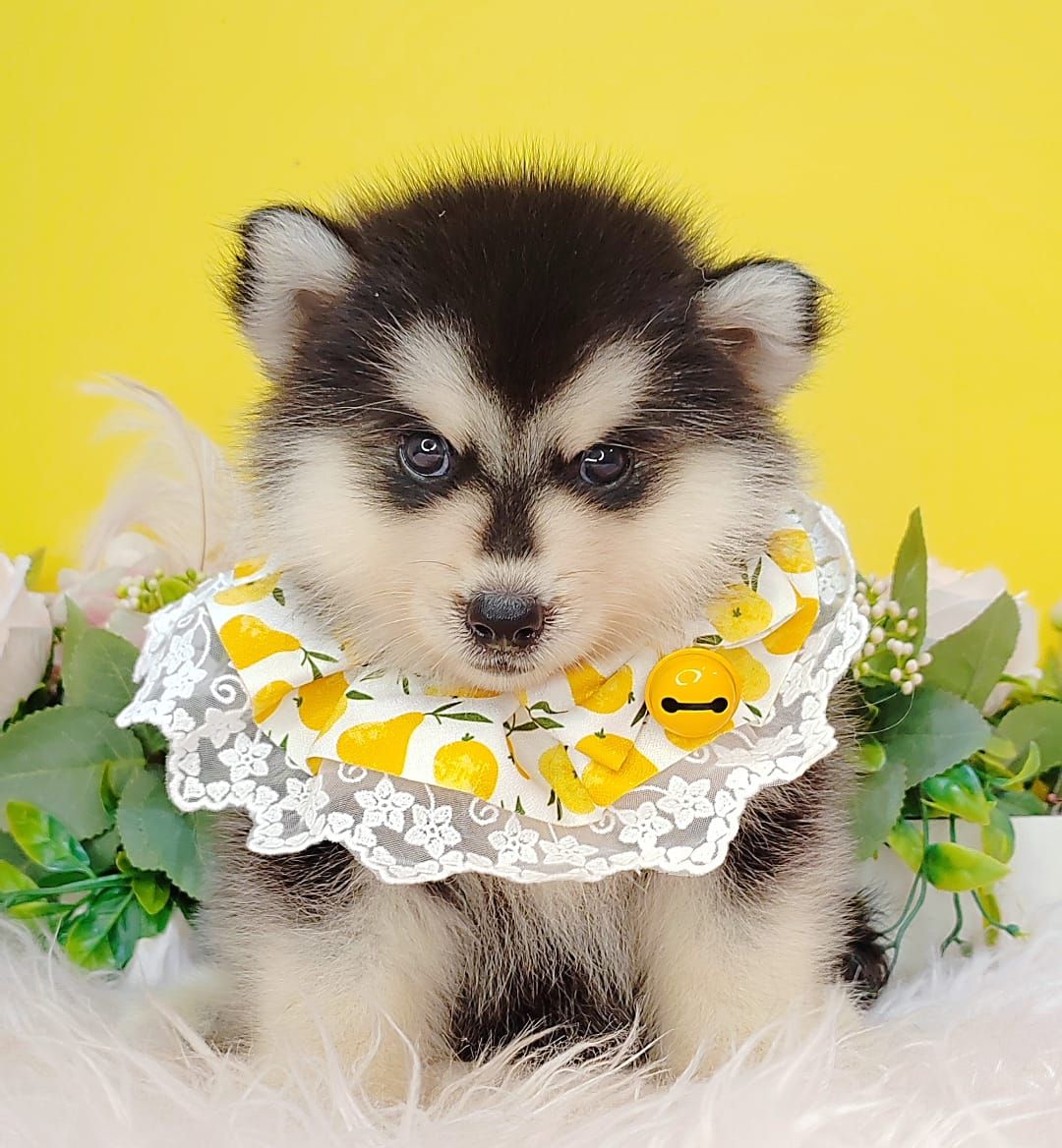  Pomsky 博士奇