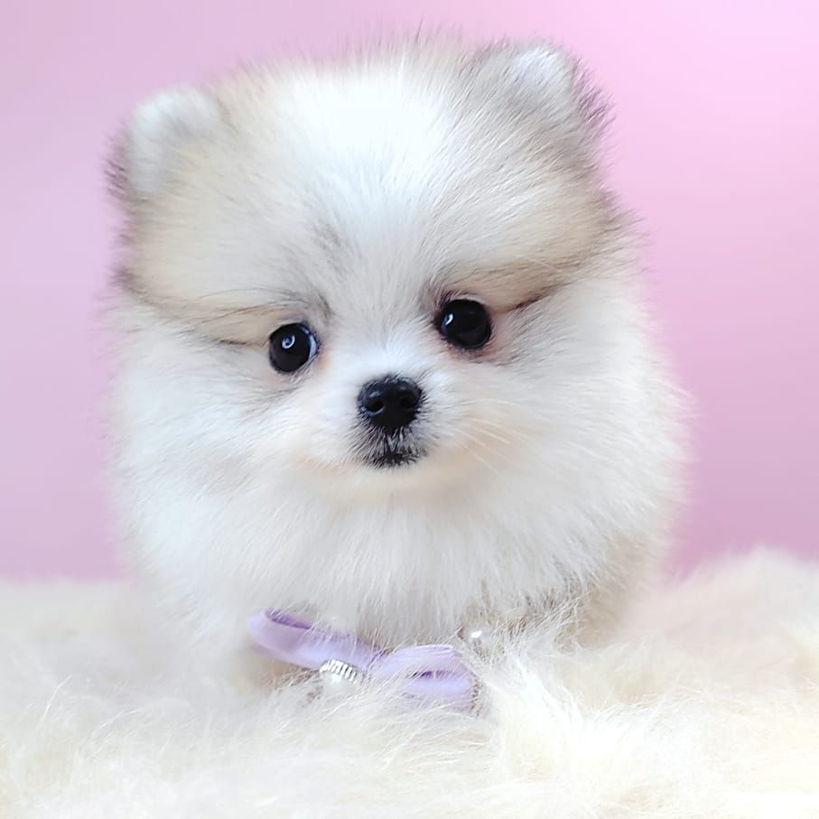 Pomeranian 博美