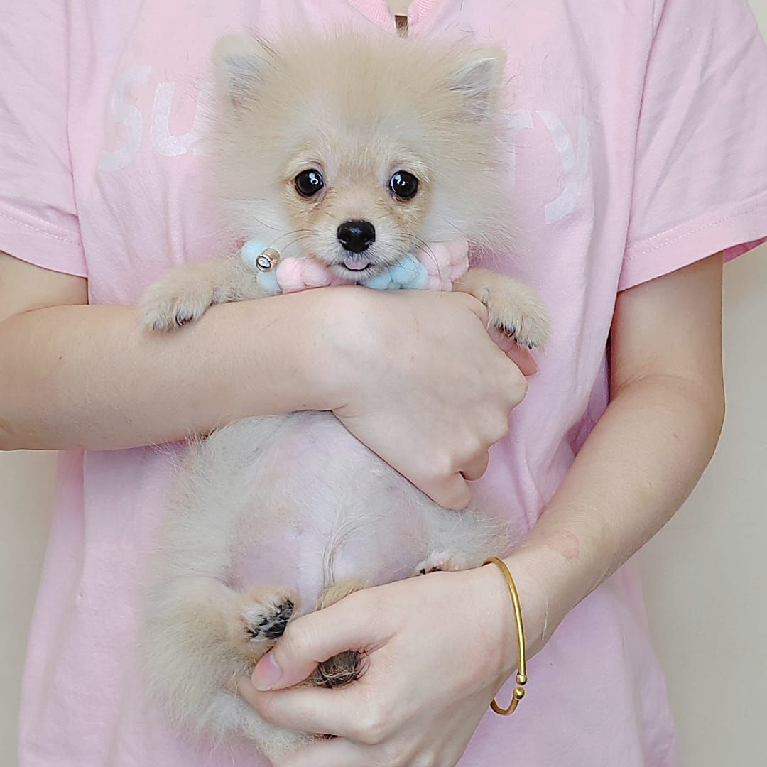Pomeranian 博美