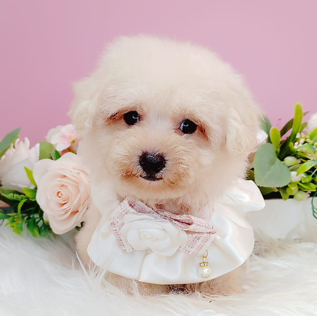 Poodle 娉拌开璐靛