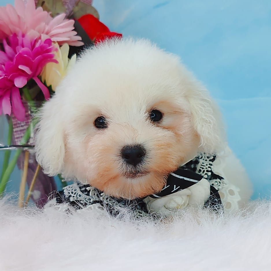 Poodle 娉拌开璐靛