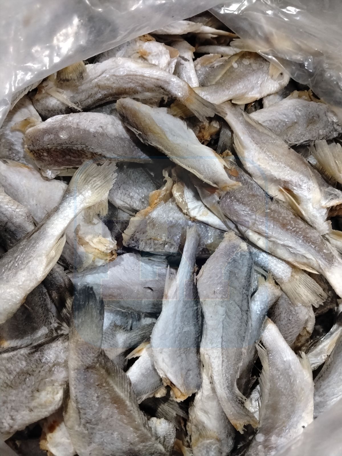 Ikan Masin Gelama Batang