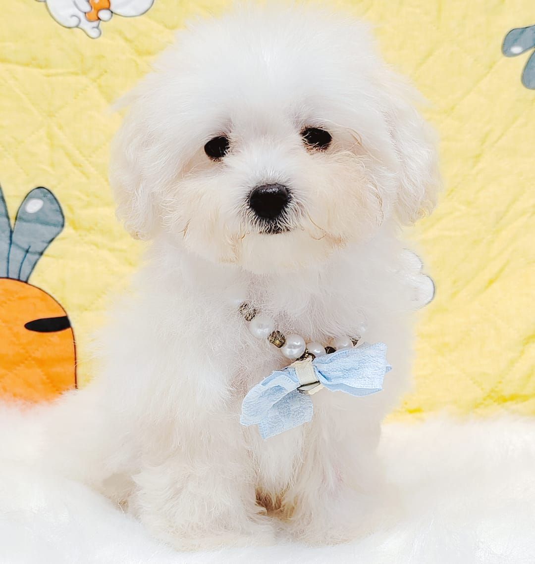 Bichonpoo 泰迪熊
