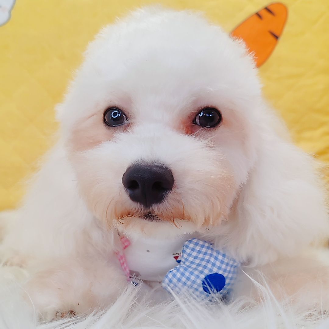 Maltipoo 马尔泰迪