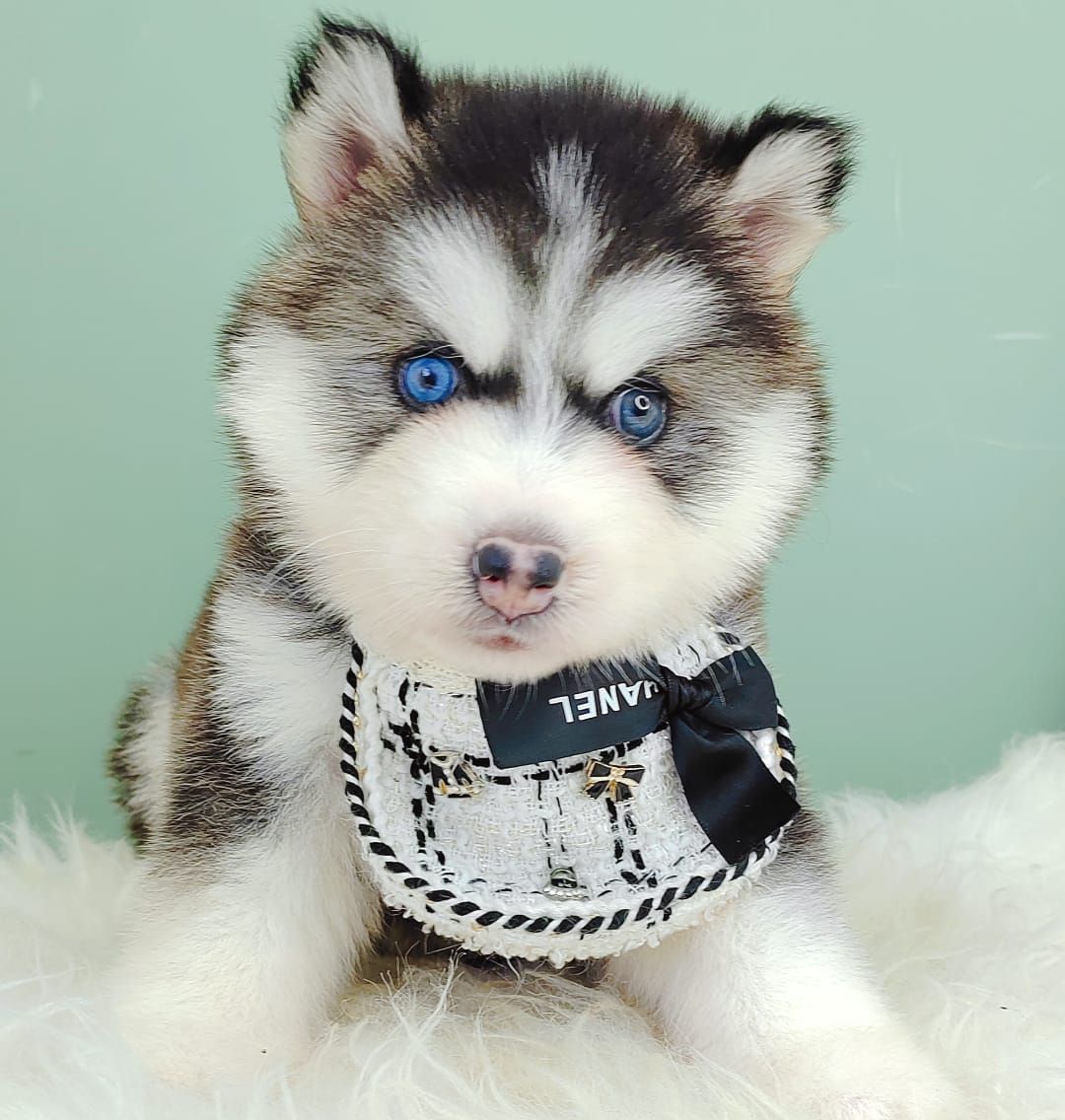 Wooly Alaskan 长毛哈士奇