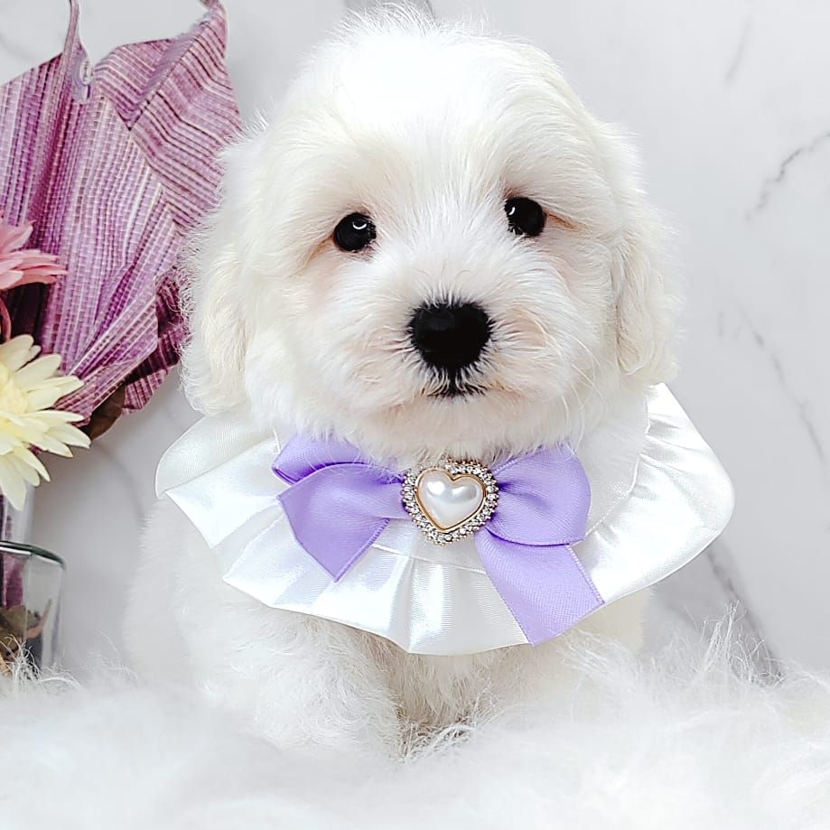 Maltipoo 马尔泰迪