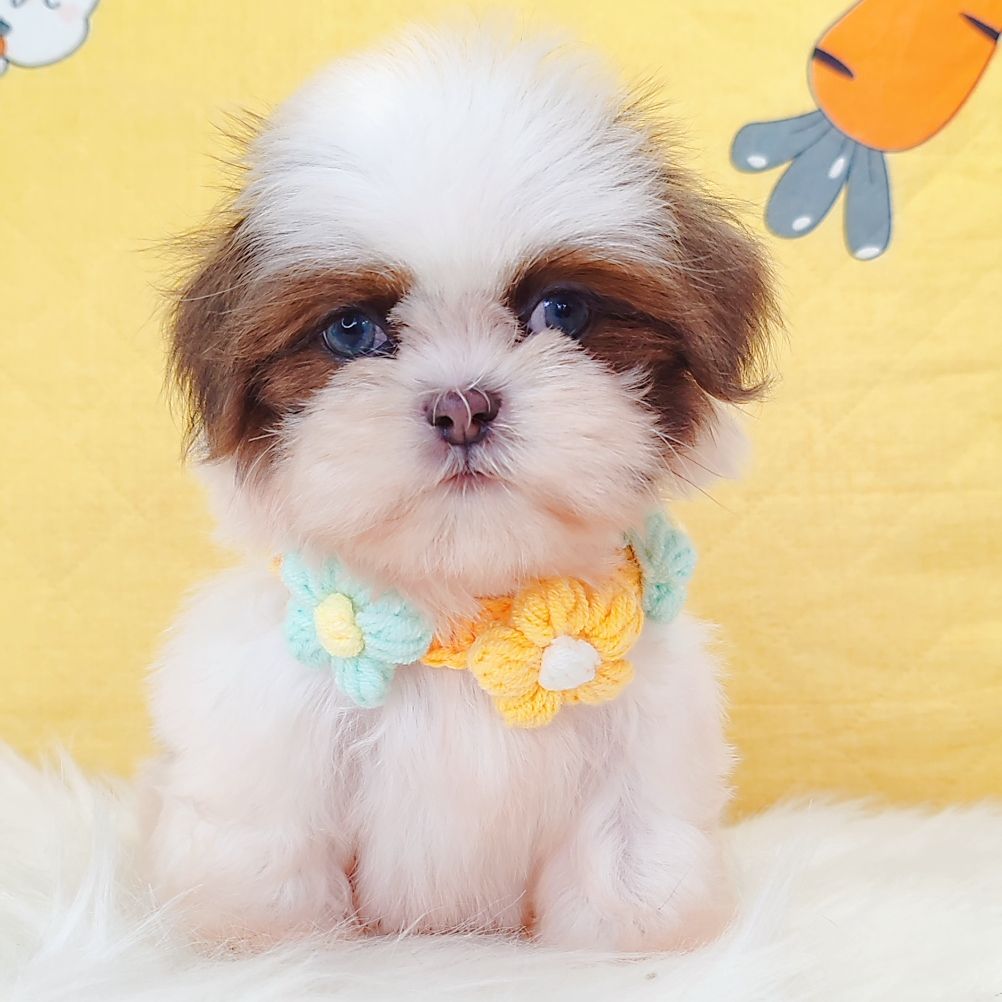 Shih Tzu 西施