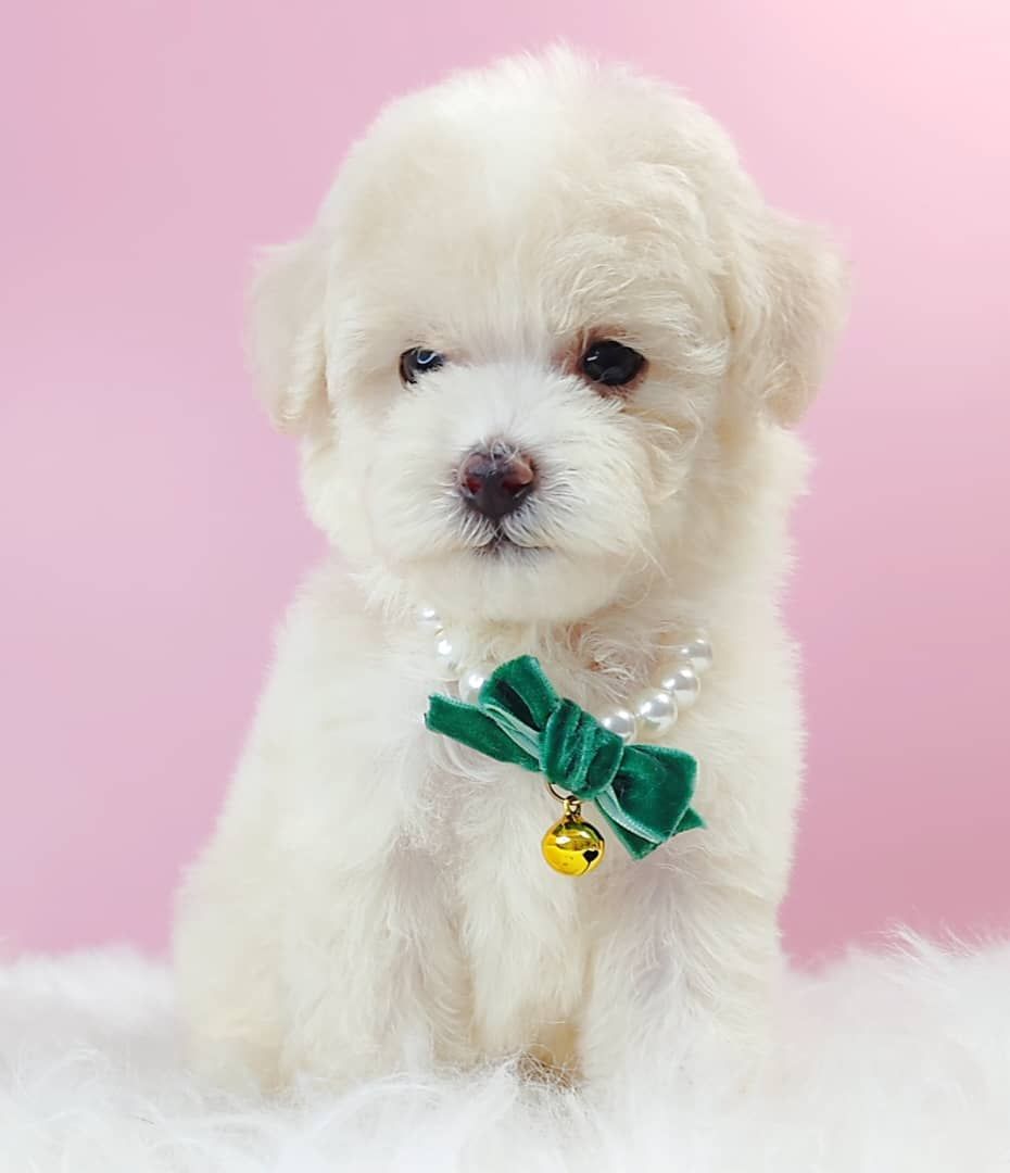 Maltipoo 马尔泰迪