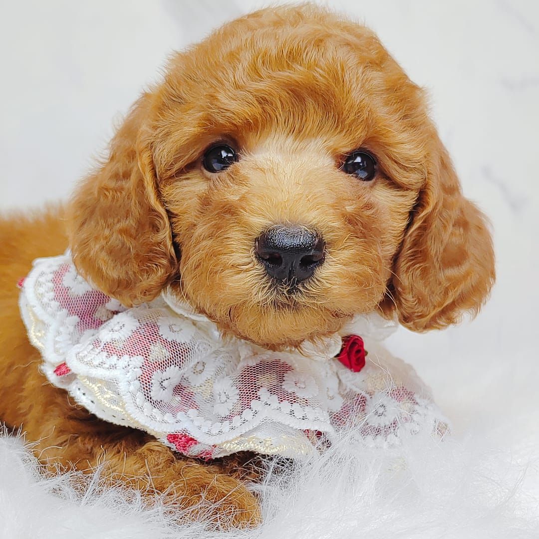 Poodle 娉拌开璐靛