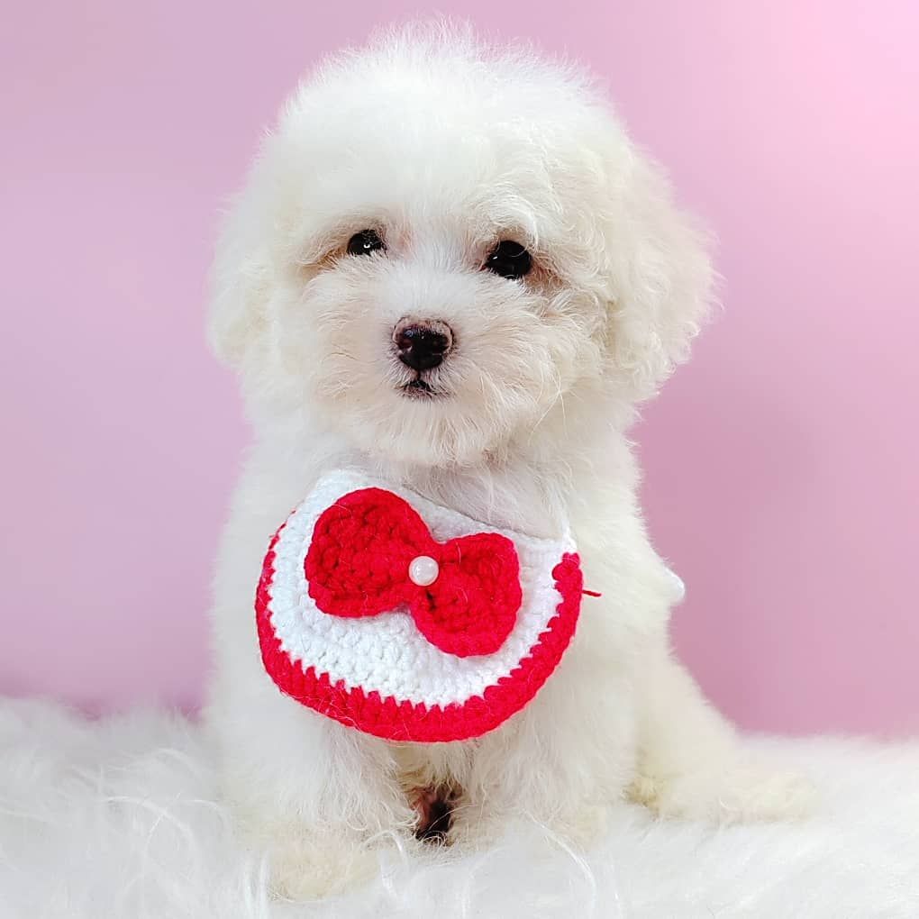 Poodle 娉拌开璐靛