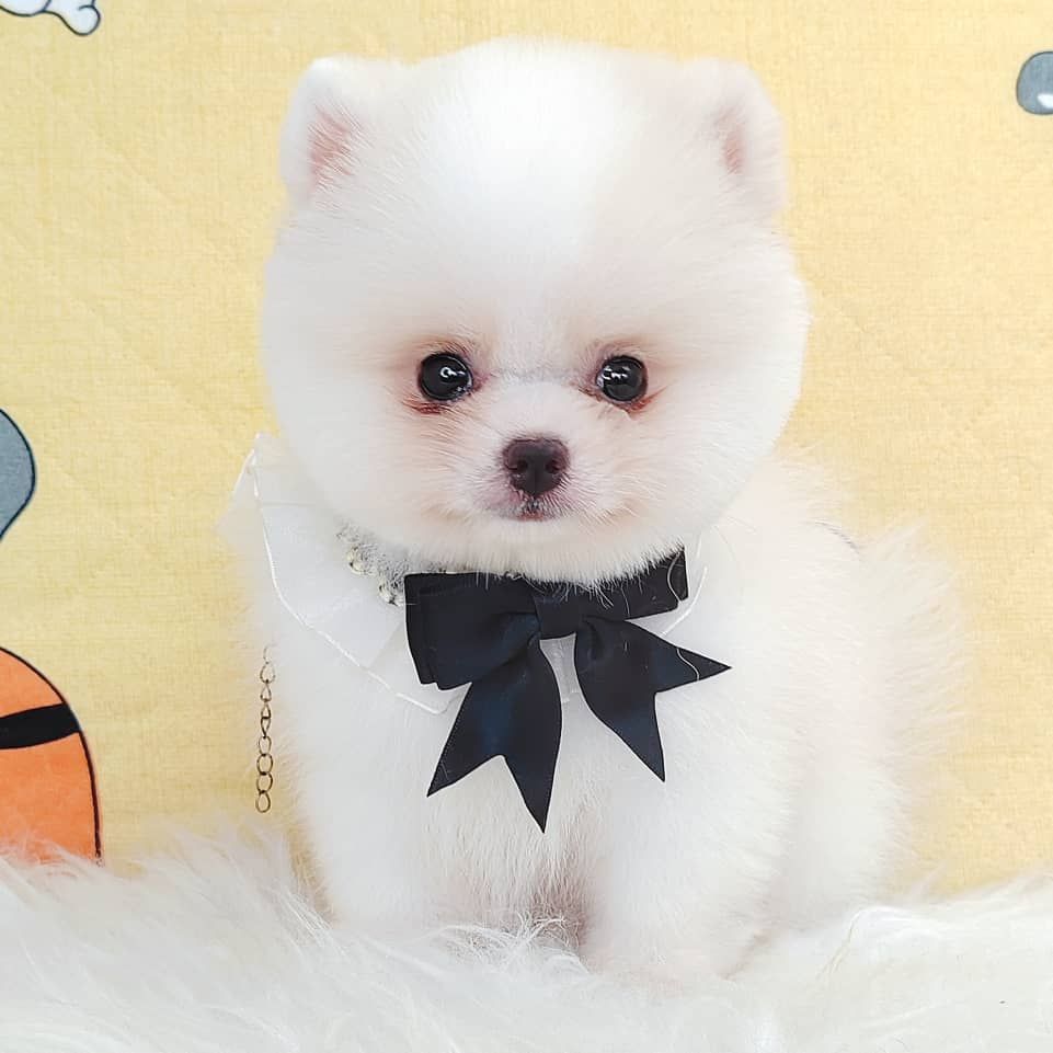 Pomeranian 博美