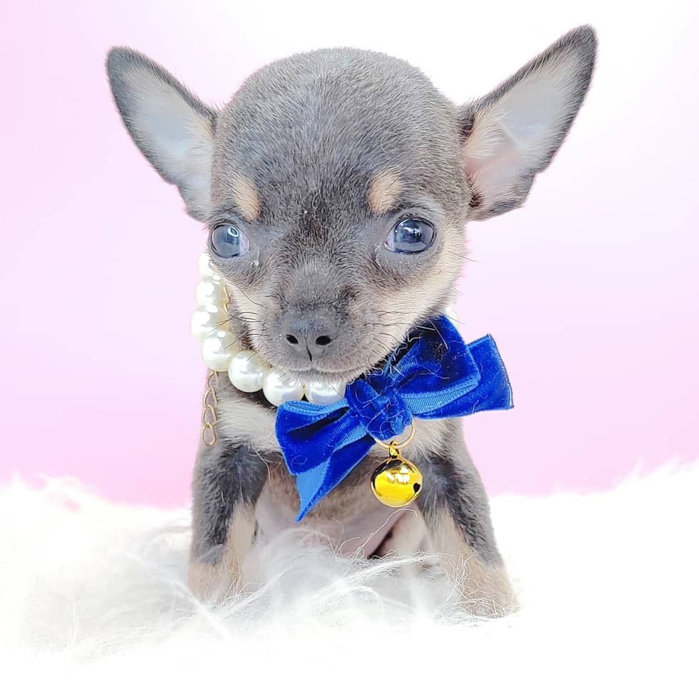 Chihuahua 吉娃娃