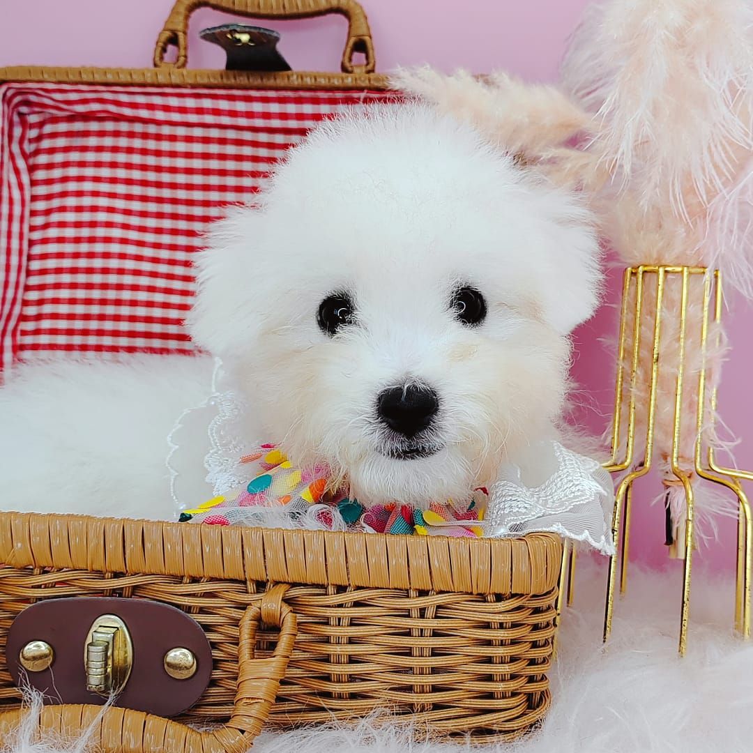Bichon Frise 比熊