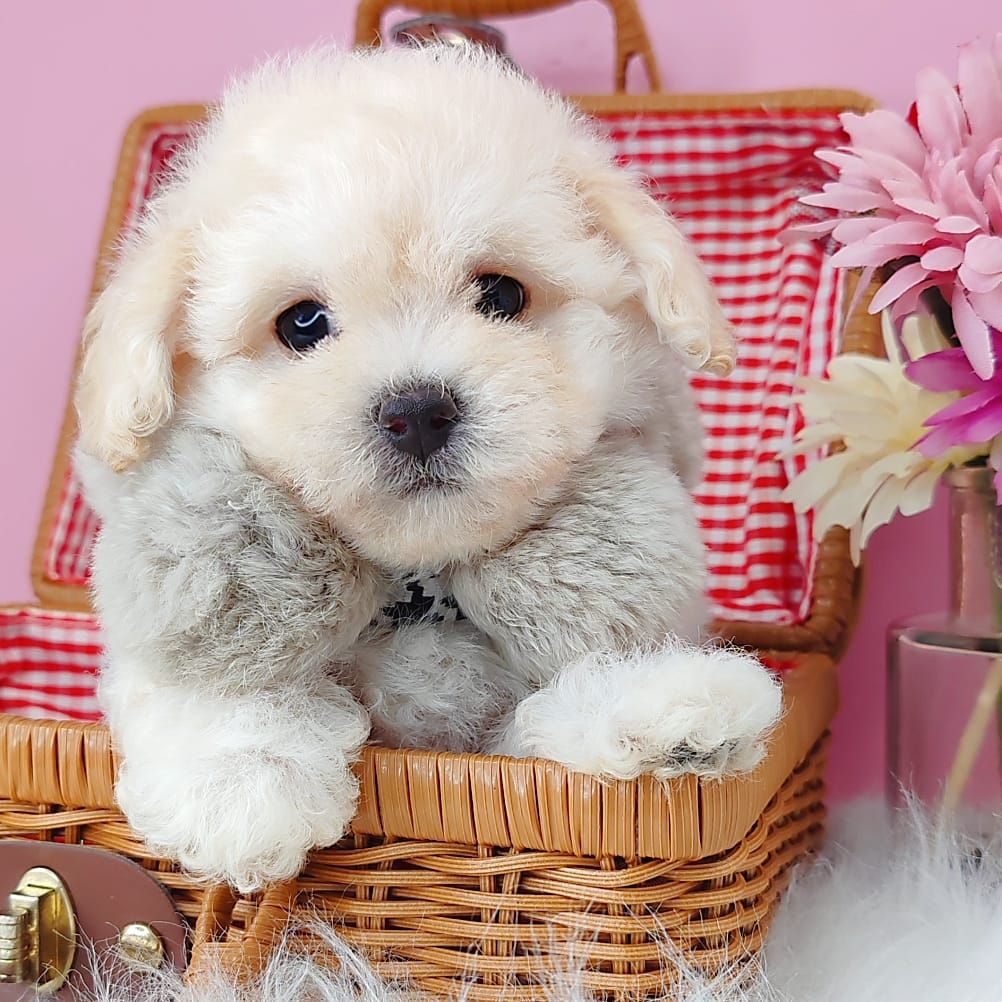 Poodle 娉拌开璐靛