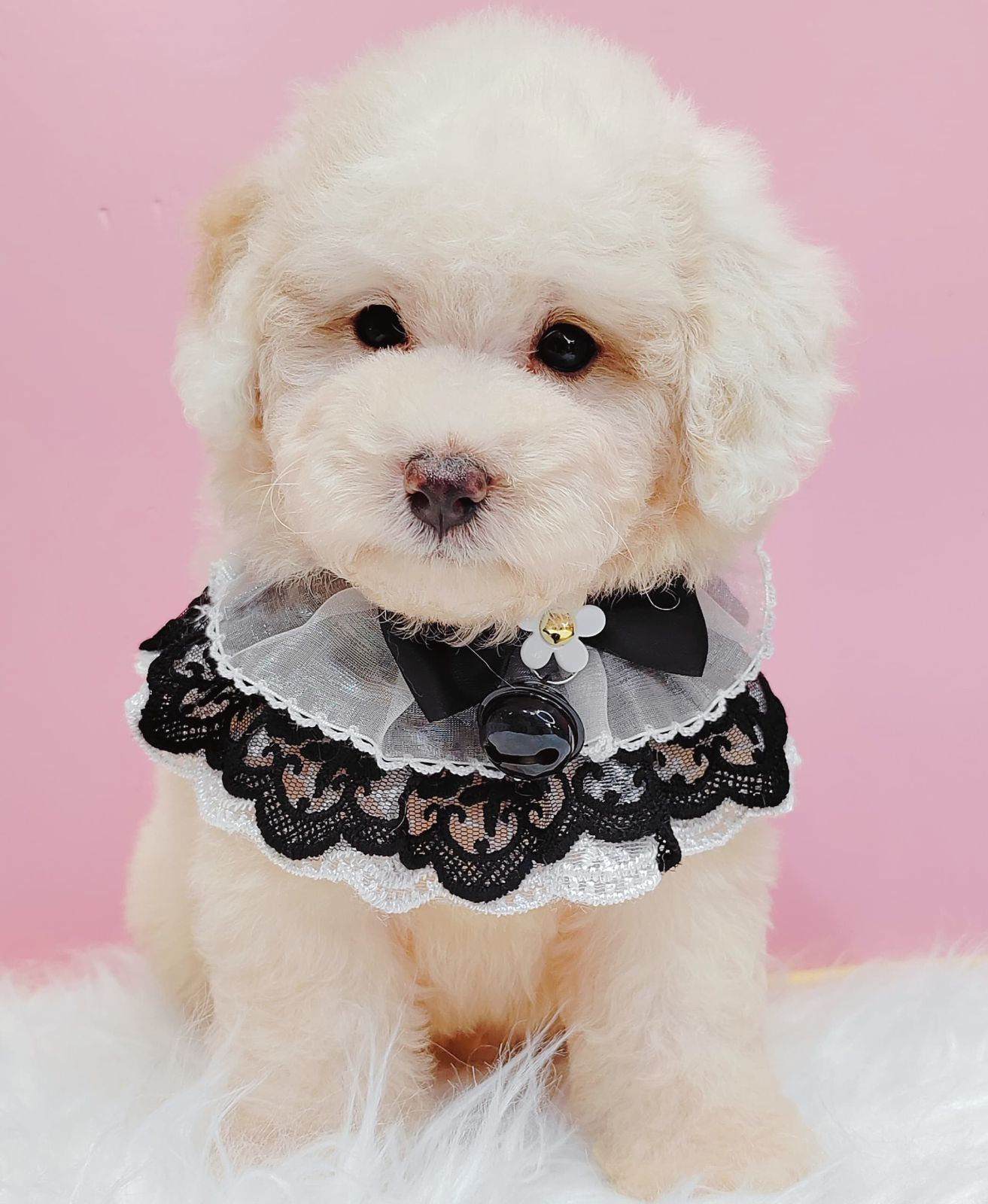 Poodle 娉拌开璐靛
