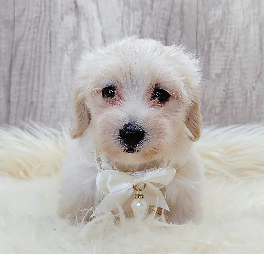 Maltipoo 马尔泰迪