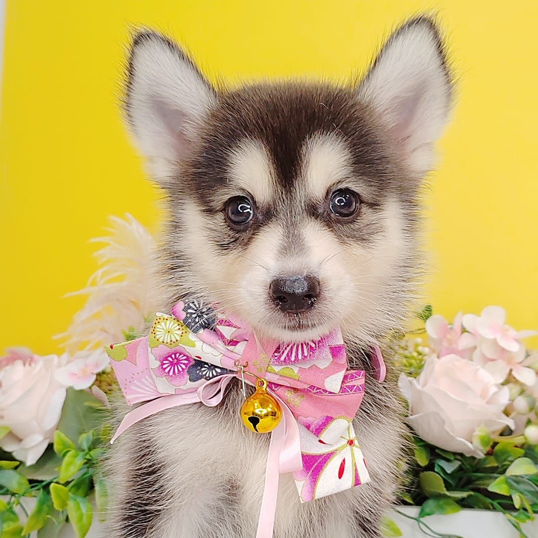  Pomsky 博士奇