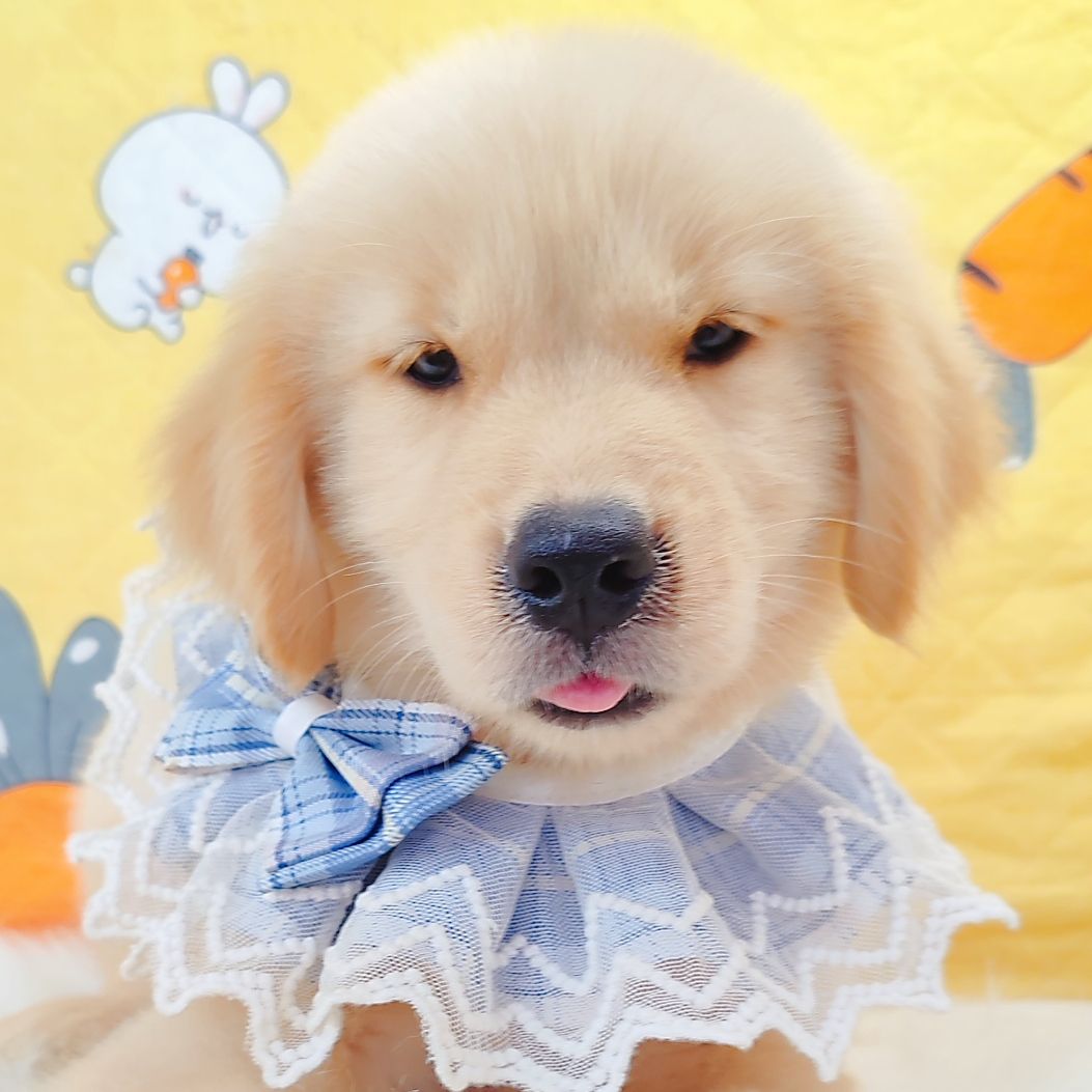 Golden Retriever 黄金猎犬