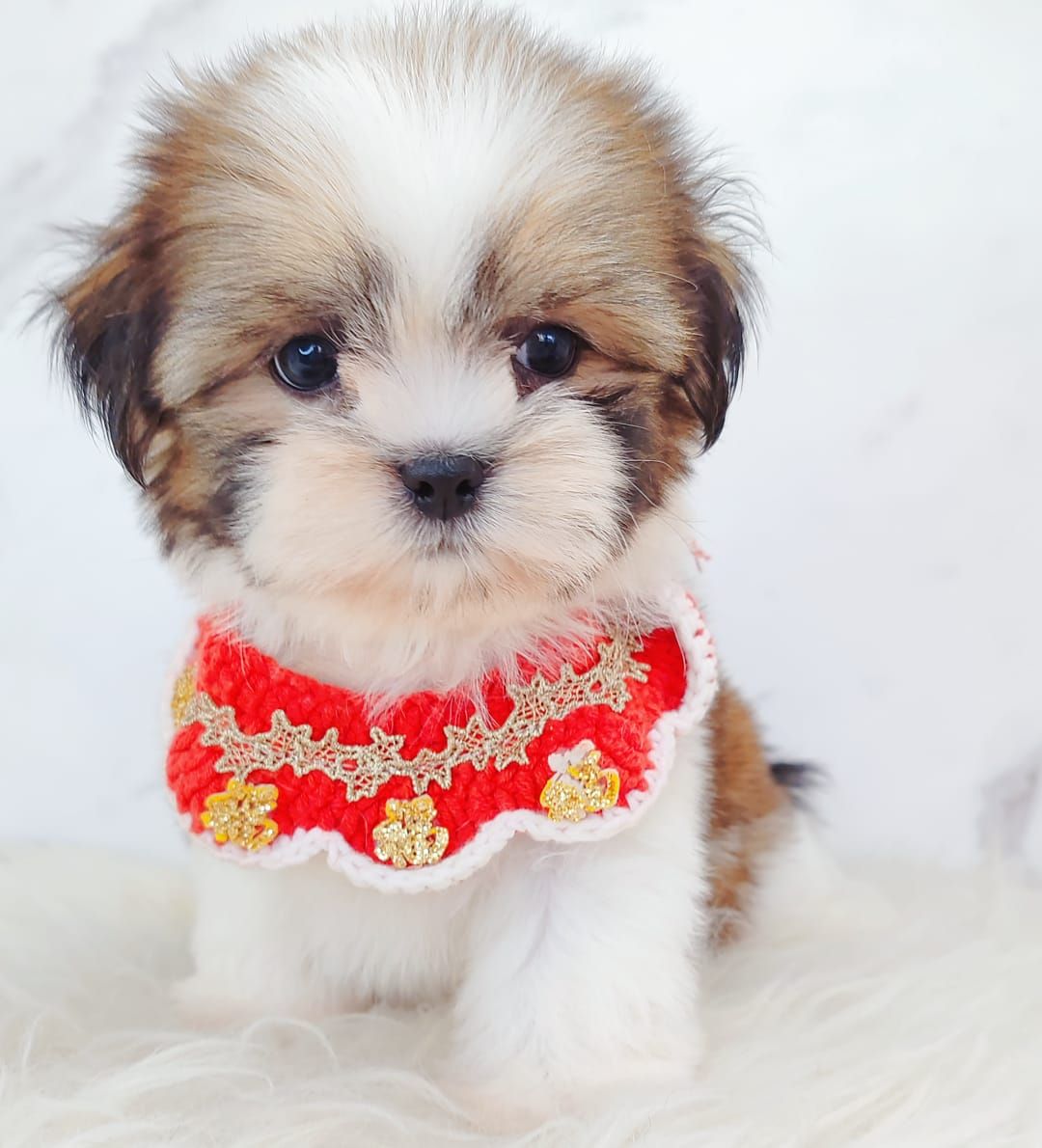 Shih Tzu 西施