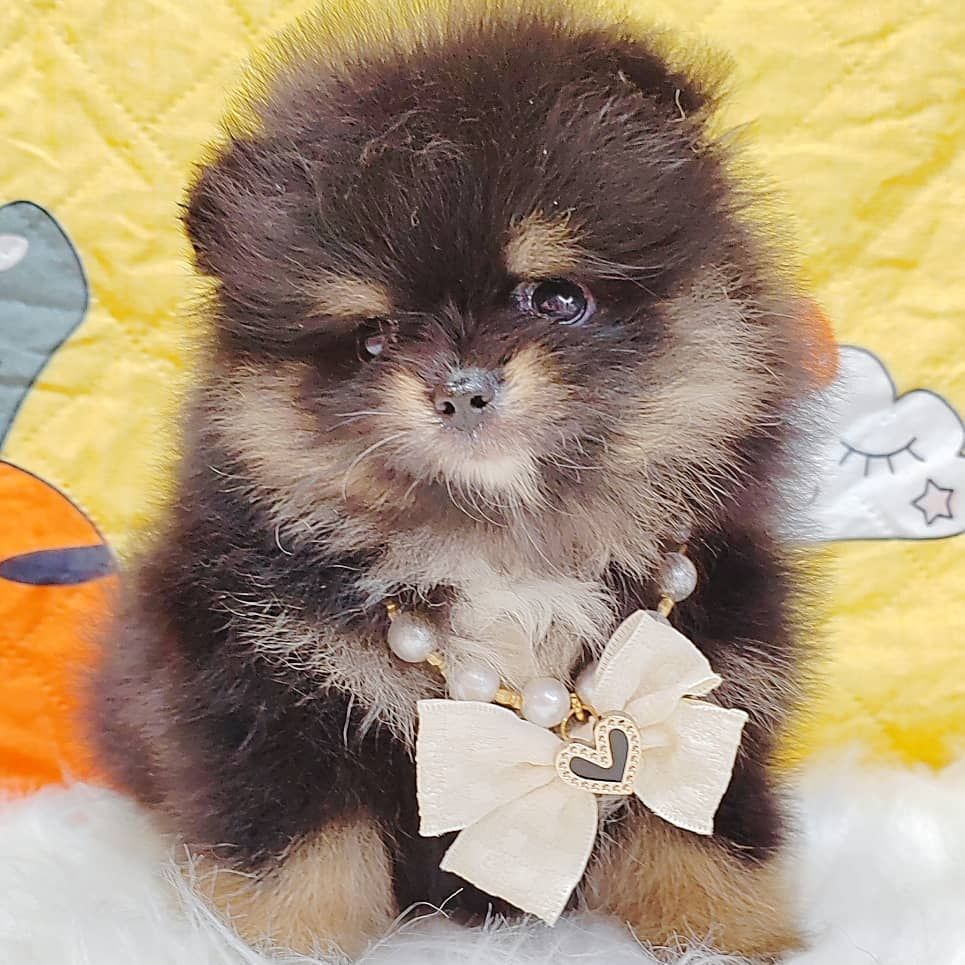 Pomeranian 博美