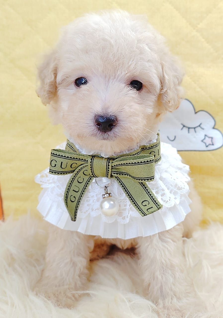 Poodle 娉拌开璐靛