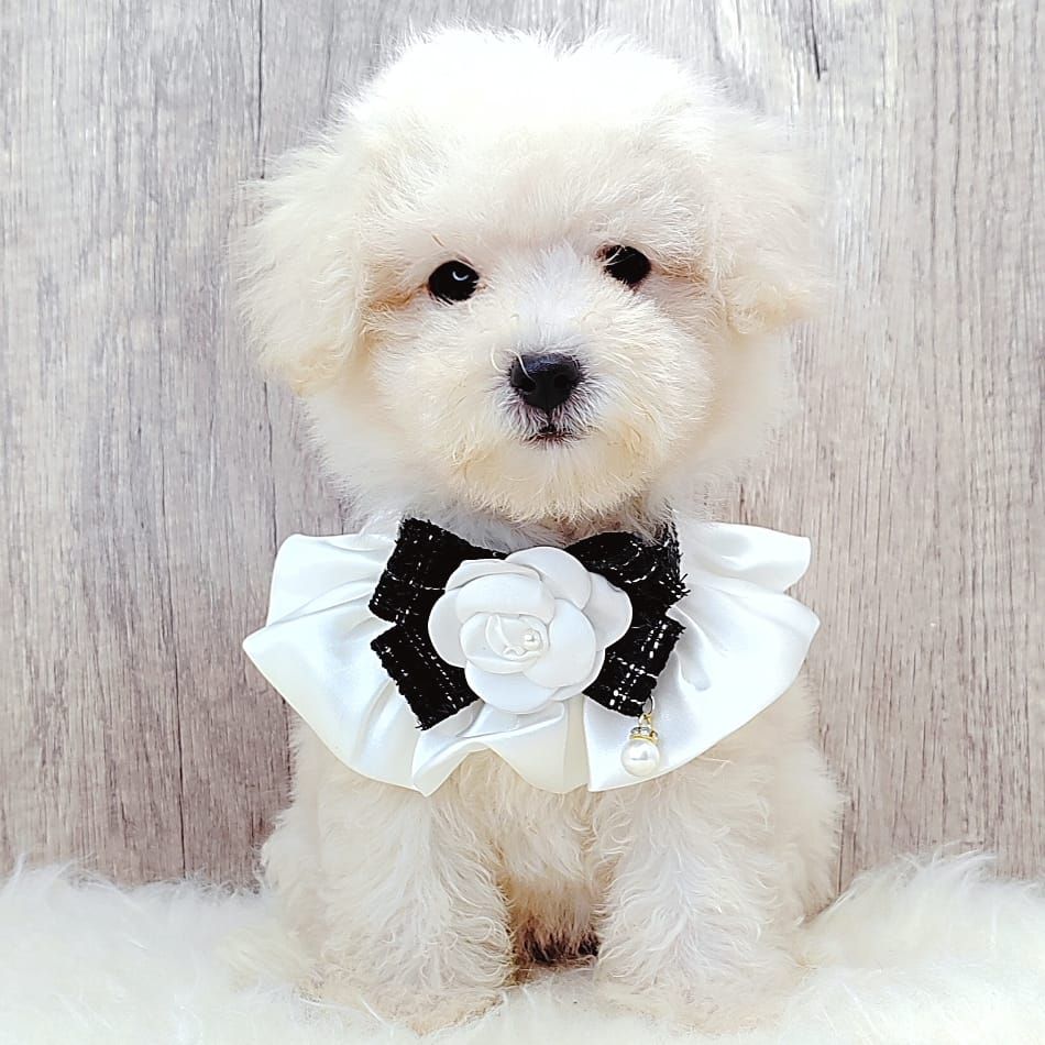 Poodle 娉拌开璐靛