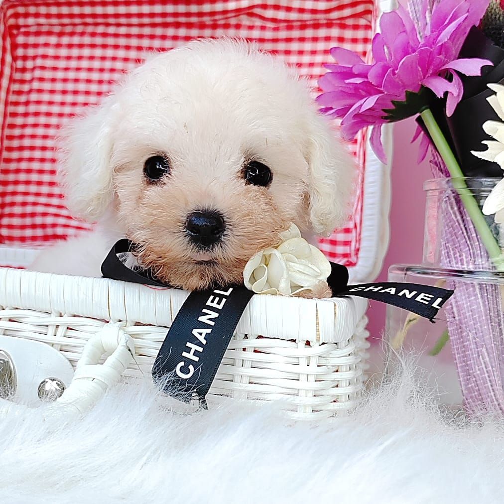 Bichon Frise 比熊