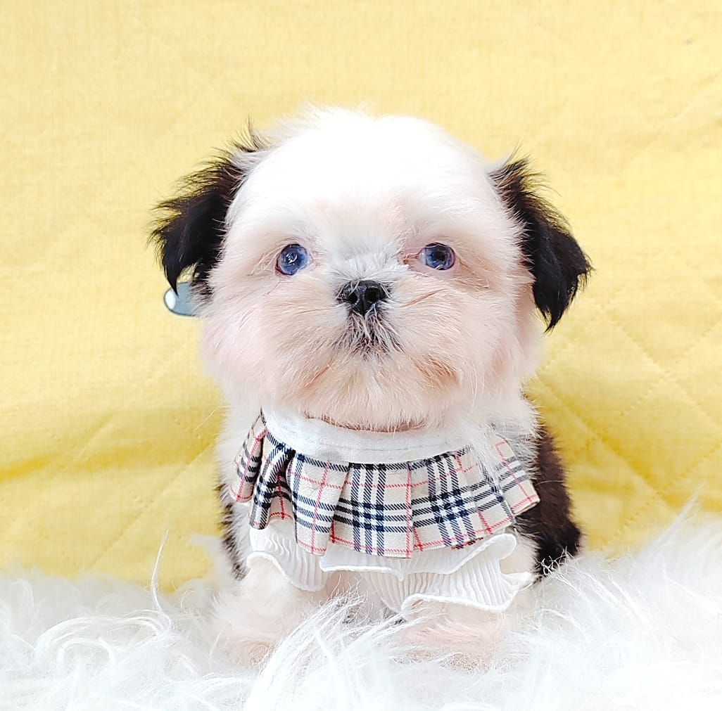 Shih Tzu 西施
